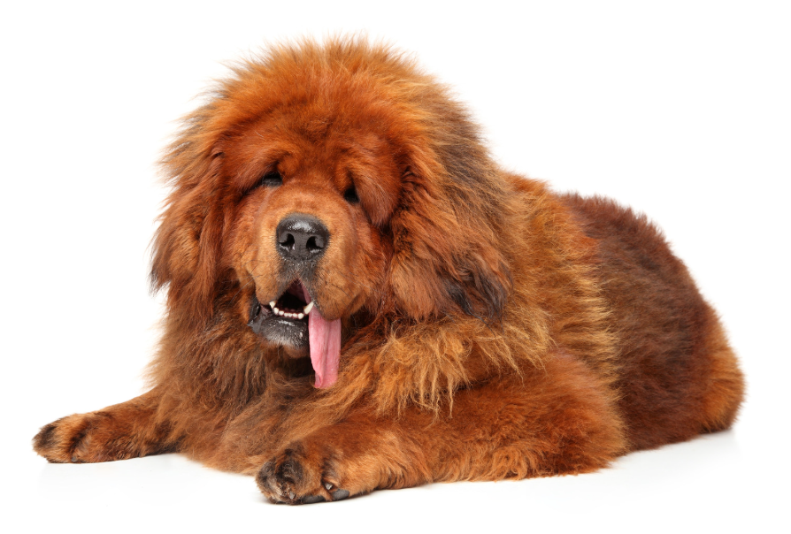 Tibetaanse Mastiff met dikke vacht