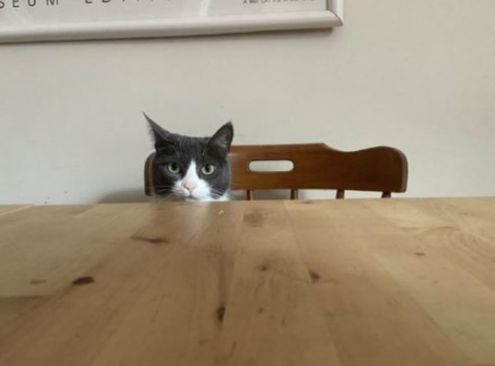 Hond blaft mee in vergadering