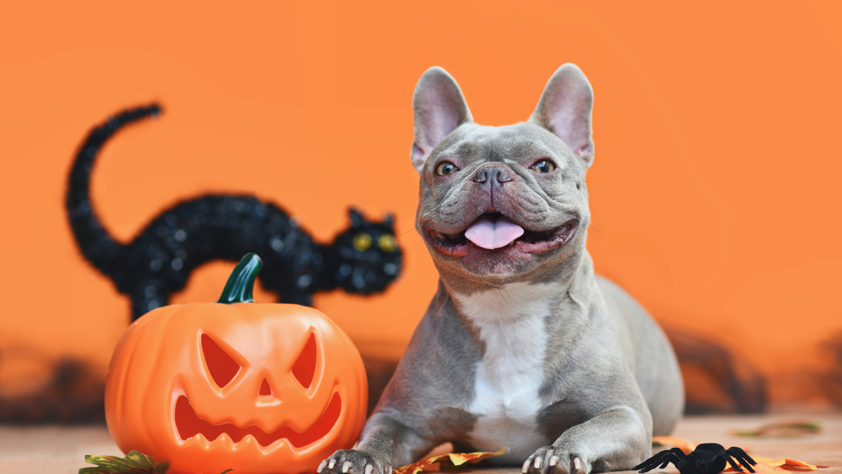 Hond in pompoen-kostuum op Halloween