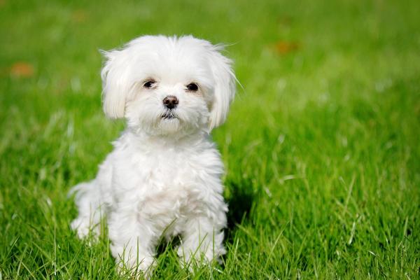 Een kleine witte Maltezer zit in het gras