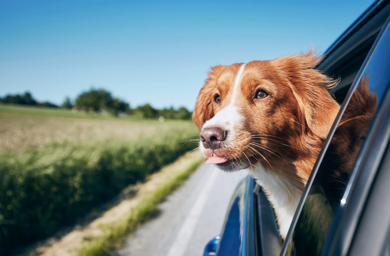 Weekendje weg met je hond in Nederland
