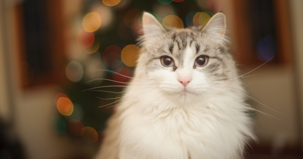 Hond en kat bij kerstversiering terwijl baasje een mocktail inschenkt