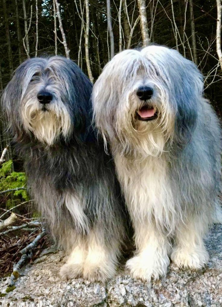 Fluffige Locken, wacher Blick und immer bereit für ein Abenteuer – der Polski Owczarek Nizinny ist der perfekte Hauptdarsteller für deine Outdoor-Story!