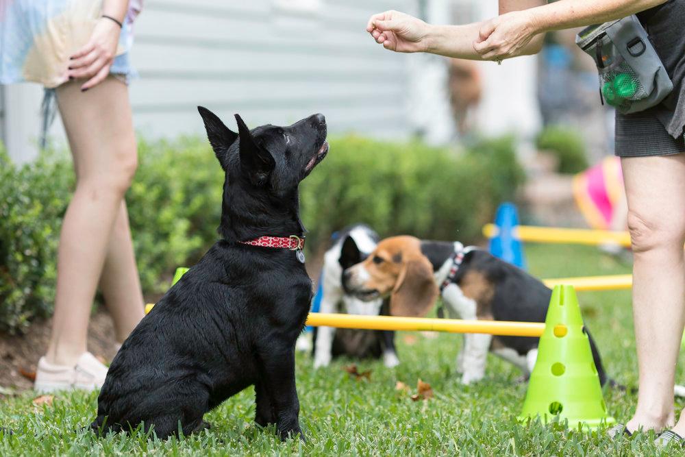 Puppy op puppycursus met andere honden