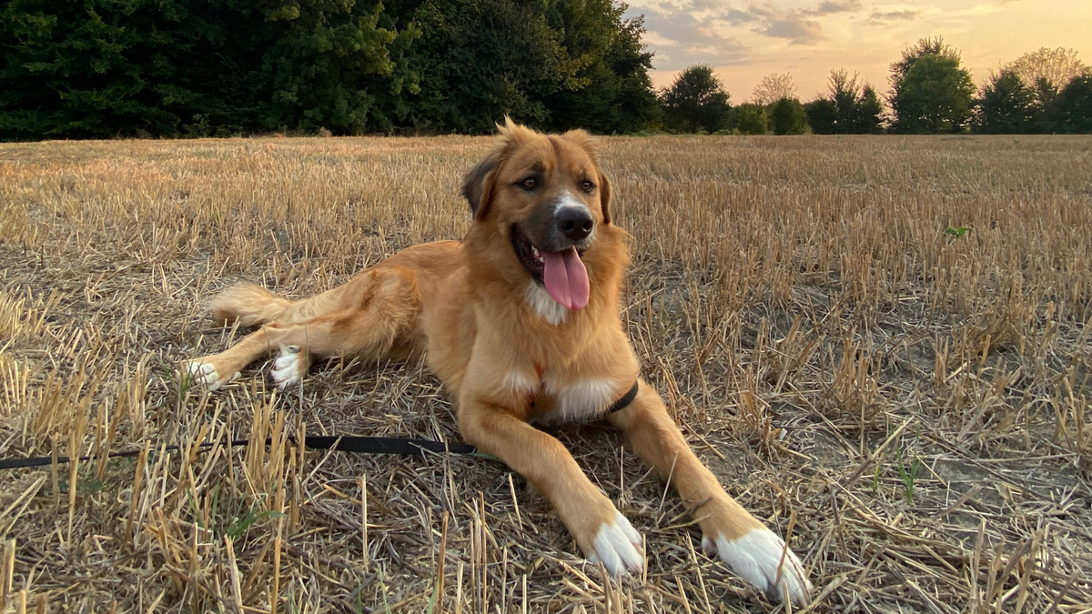 Mischling Familienhund