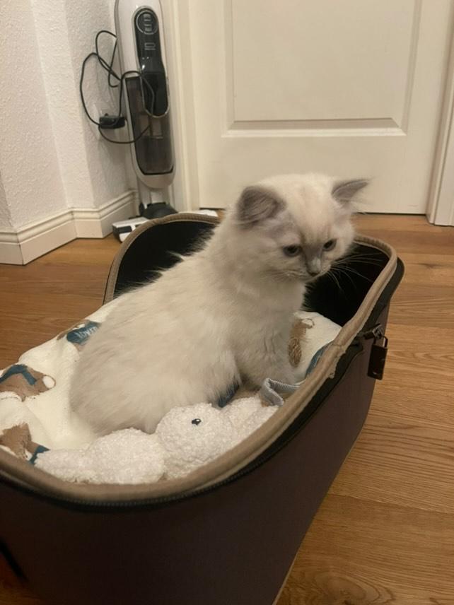 Die Ragdoll: Mehr als nur eine schöne Katze