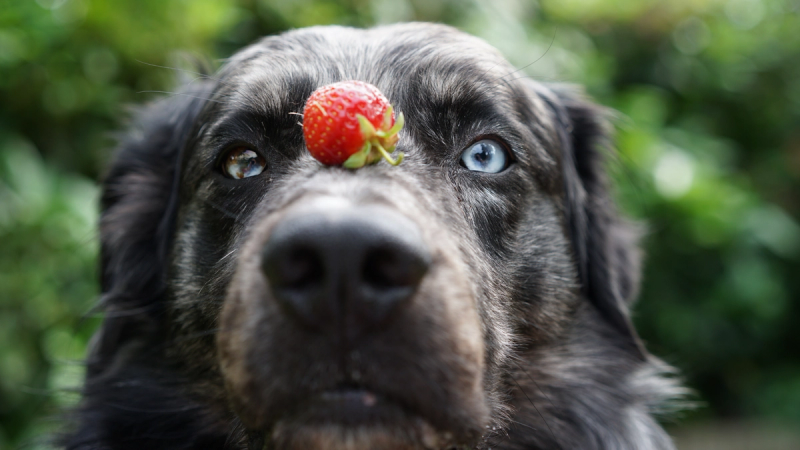 10 x gezonde groenten en fruit voor je hond of kat