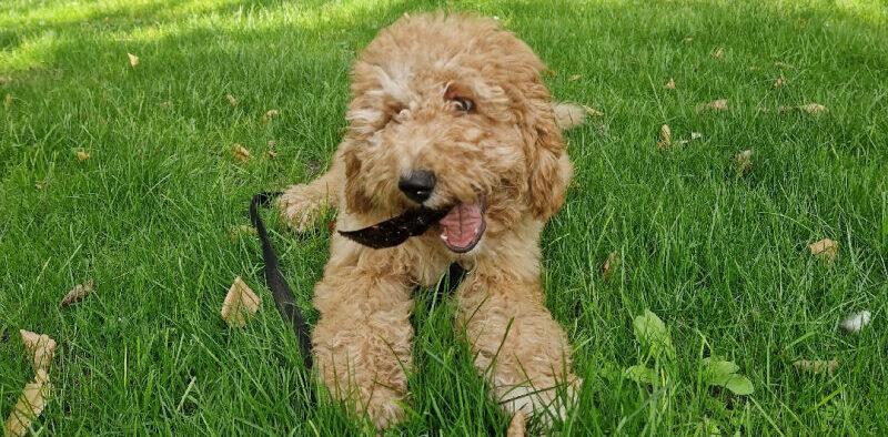 Noedels Petbnb Goldendoodle