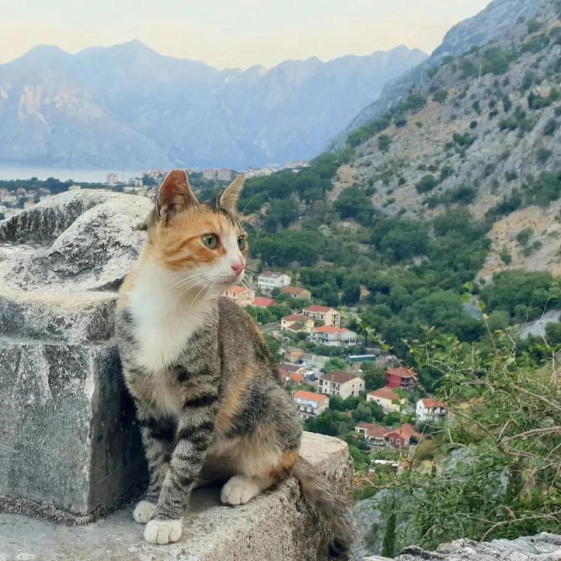 Katze Kotor