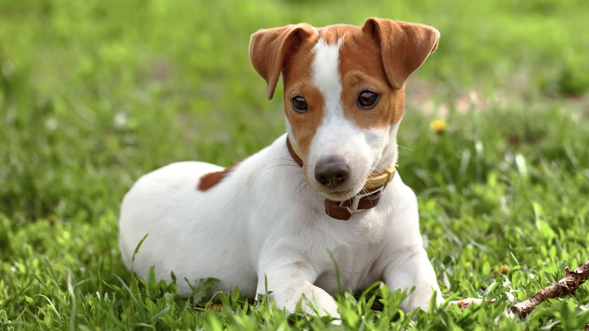 Jack Russell Terriër rent buiten