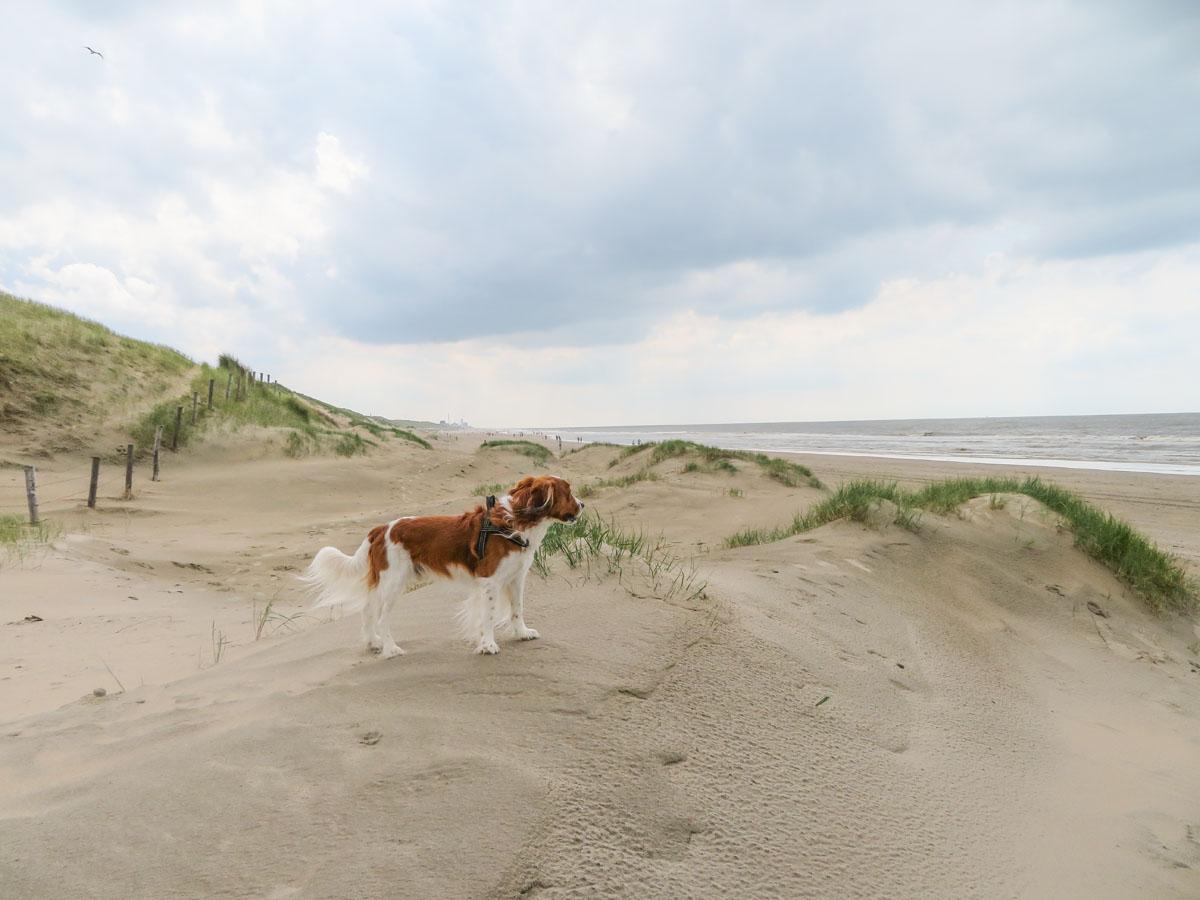Hond loopt door de duinen bij het strand