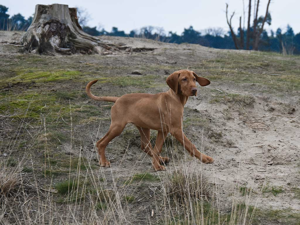 Kerstwandeling met hond