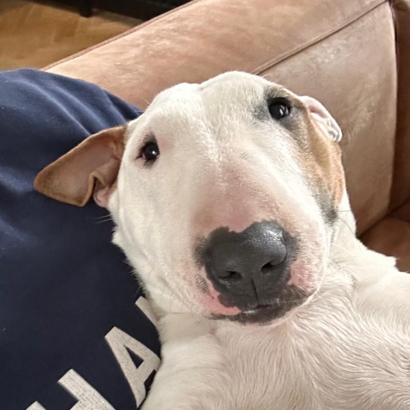 Miniature Bull Terrier Bob auf Petbnb