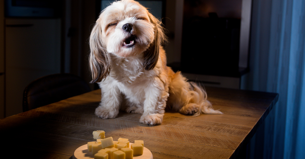 Hond met kerstsfeer krijgt gezonde snack aangeboden