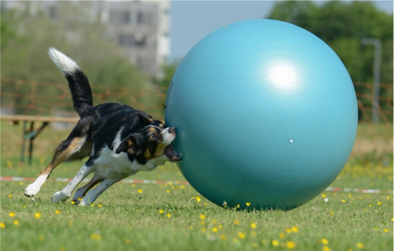 Voetballen met je hond: ontdek de hondensport Treibball