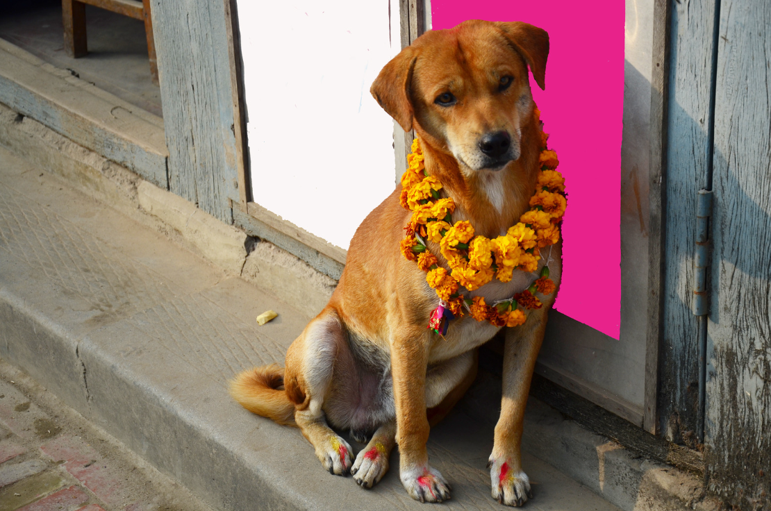 Kukur Tihar: het feest in Nepal waar honden in de spotlight staan