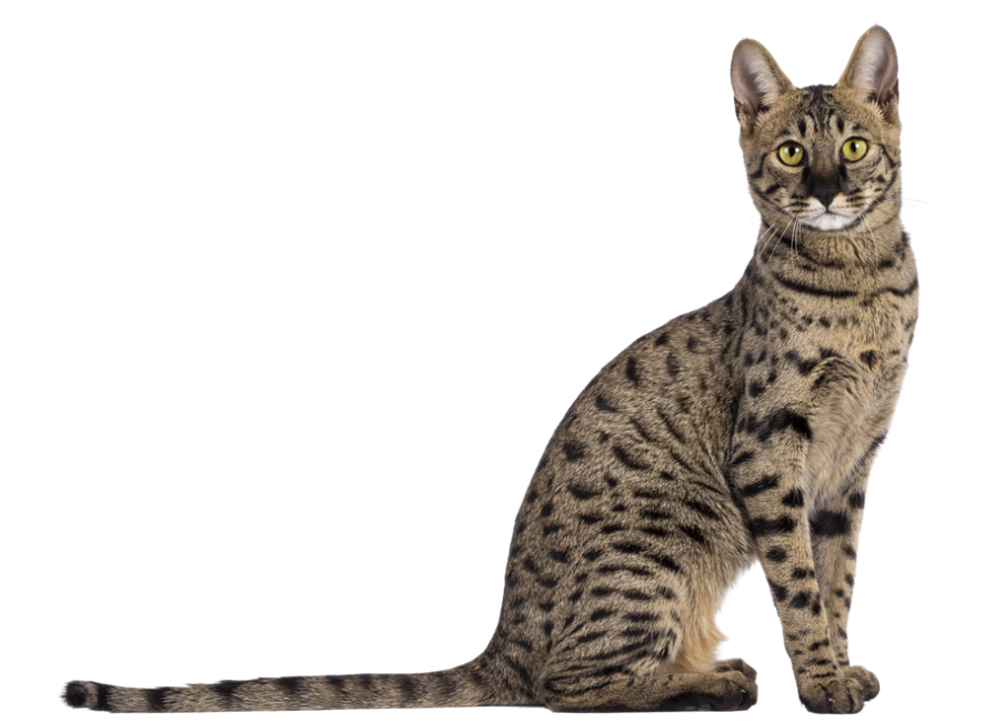 Savannah kat met gevlekte vacht