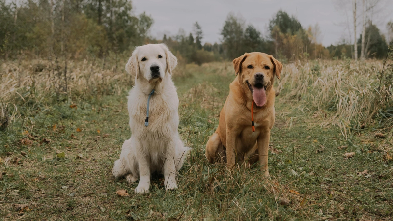 Golden Retriever