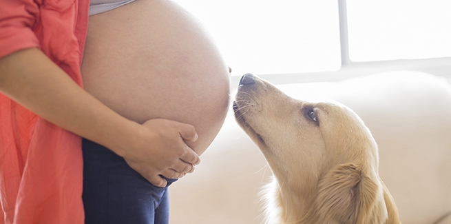 Hond die geconcentreerd snuffelt aan deur