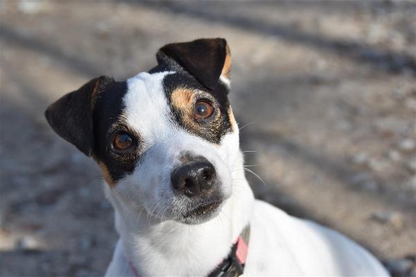 Een wit-zwarte Jack Russell met bruine aftekeningen kijkt omhoog