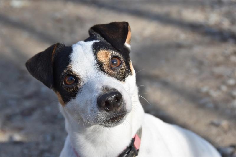 5 feitjes over de Jack Russell, kende je deze al?