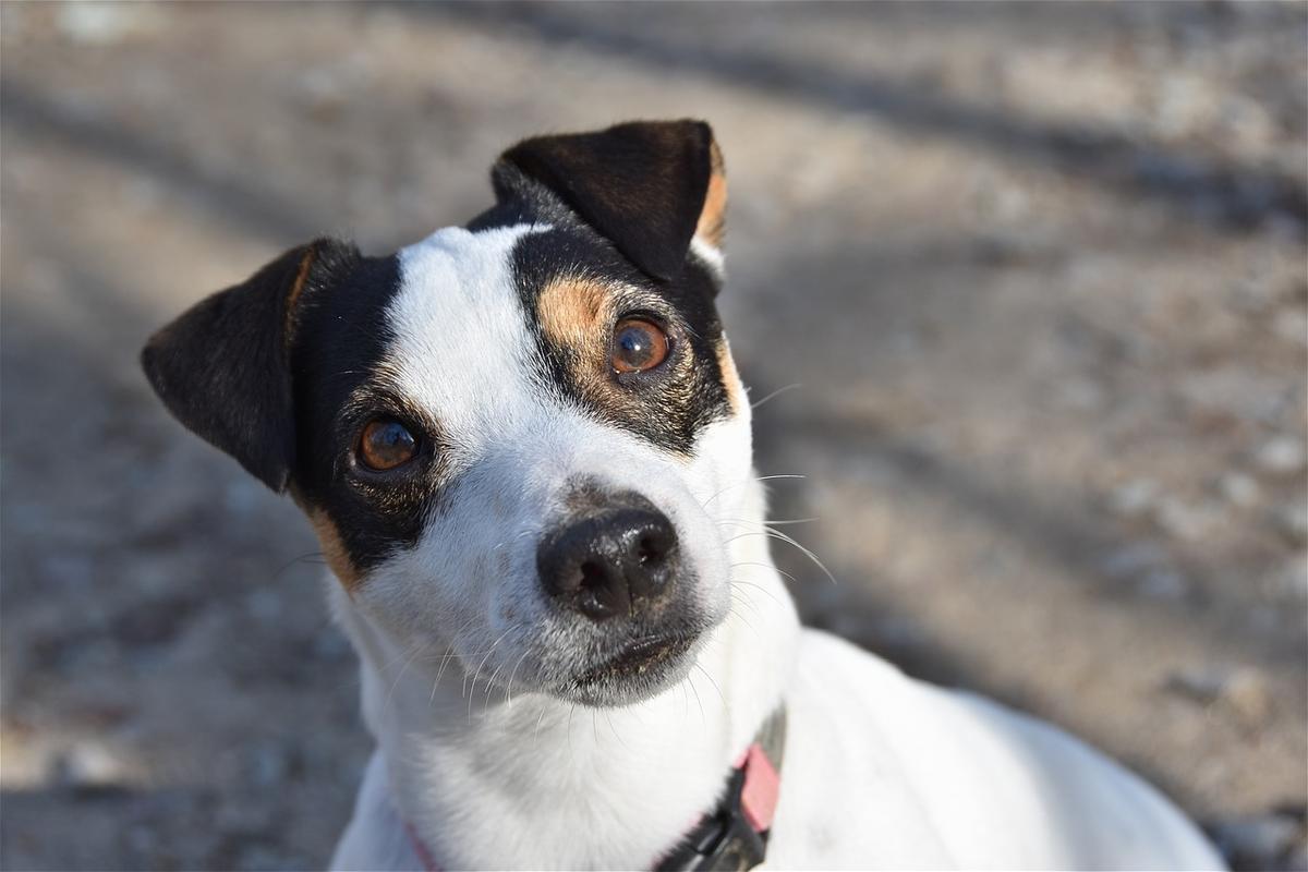 5 feitjes over de Jack Russell, kende je deze al?