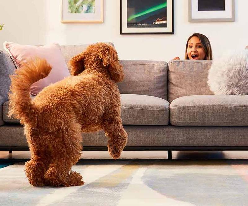 6 tips om je hond bezig te houden als je aan huis gebonden bent