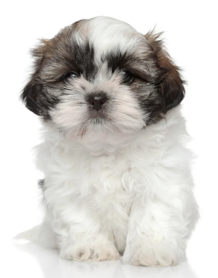 Een witbruine Shih tzu-pup zit tegen een witte achtergrond