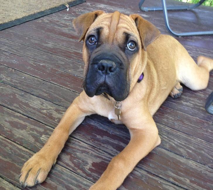 Boxer Shar Pei kruising