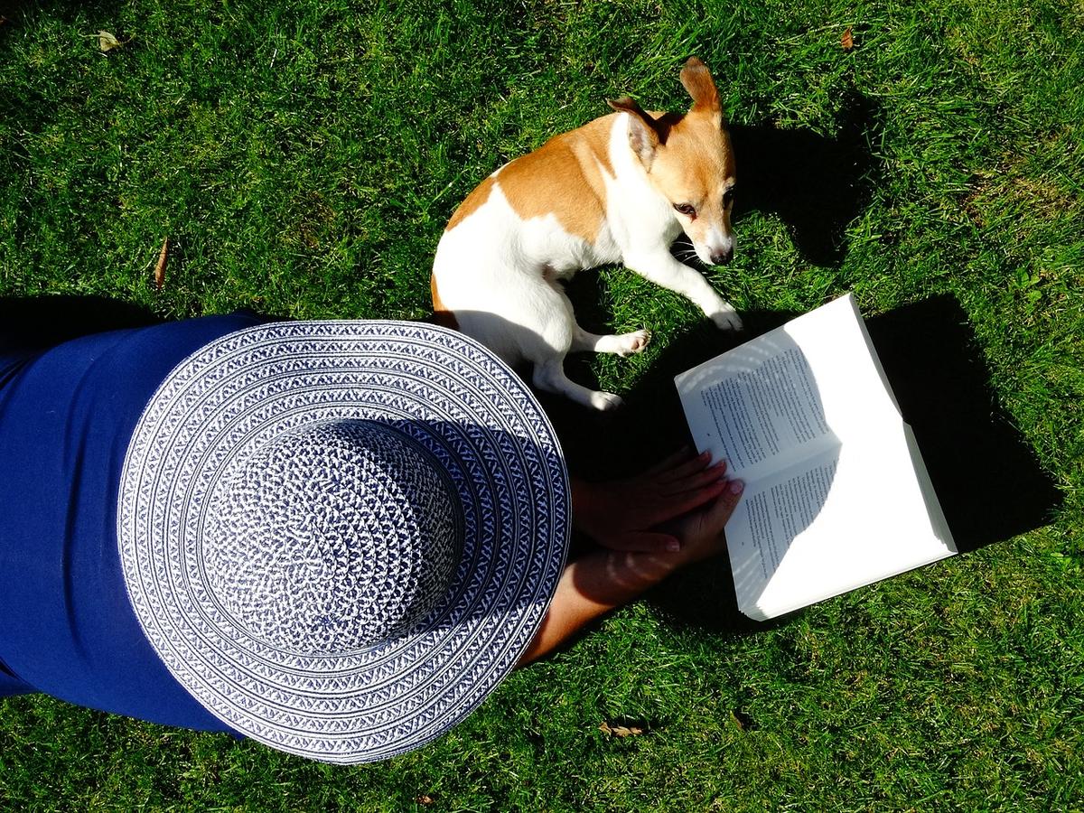 Jack Russell in de zon