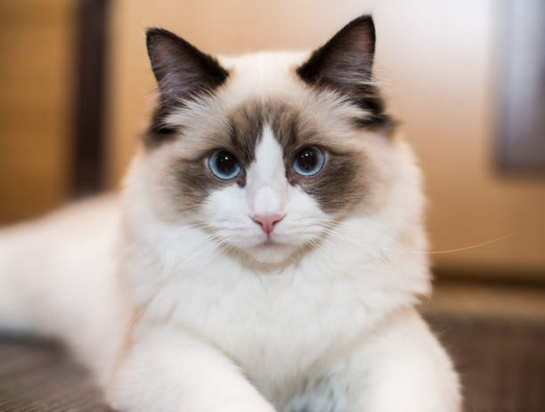 Ragdoll met zachte halflange vacht