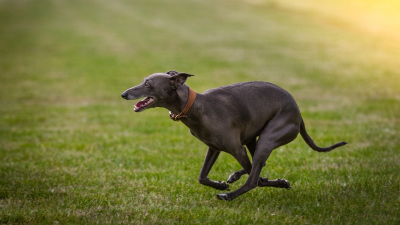 Greyhound rent over gras
