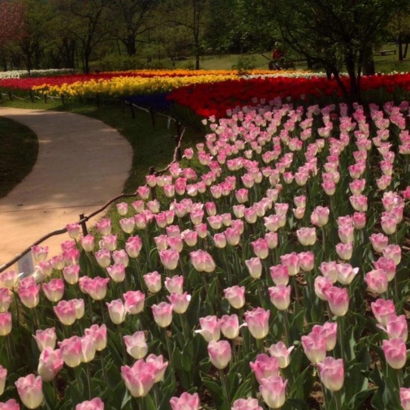 tulpen en tulpenbollen