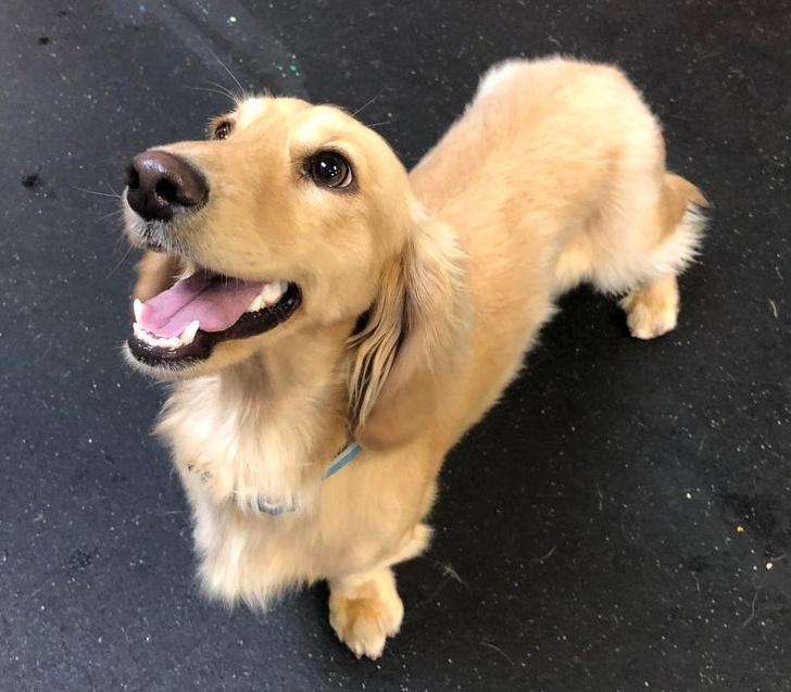 Golden Retriever en Teckel kruising