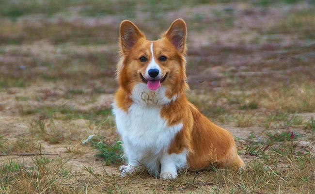 Corgi hond