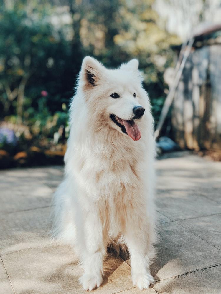 5 weetjes over de Samoyeed – deze witte knuffelbeer verrast je!