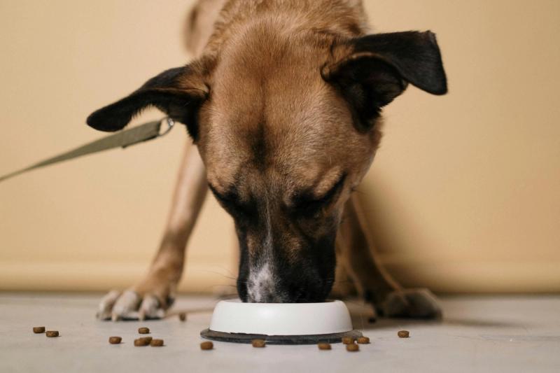 Hund, Mischling, frisst aus einem Napf
