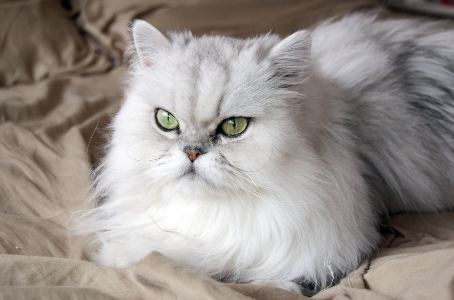 Perzische kat vooraanzicht