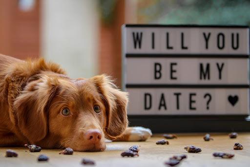 7 Manieren om Valentijn met je hond te spenderen