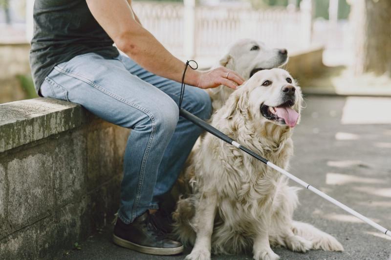 Blindenführhunde in Deutschland