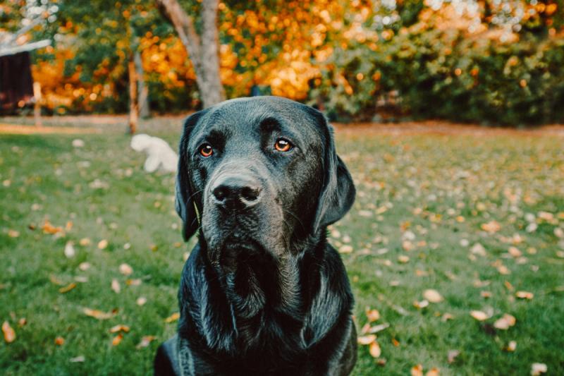 Schwarzer Labrador draußen auf einer Wiese blickt in die Kamera