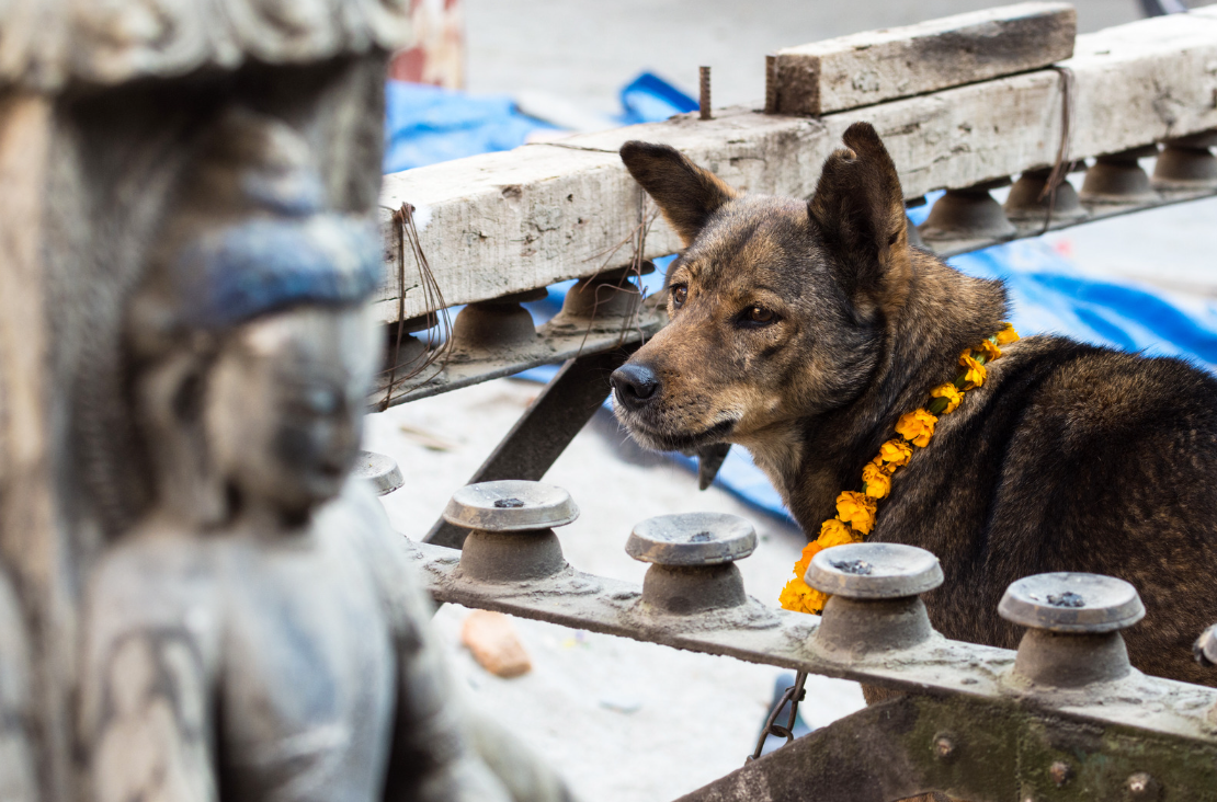 Kind legt bloemenkrans om hond tijdens Kukur Tihar