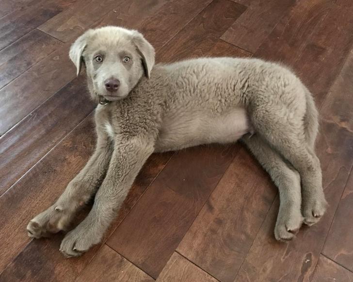 Alaskan Malamute Weimaraner mix
