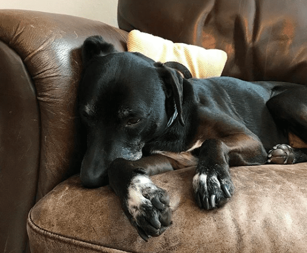 hond alert en gespannen