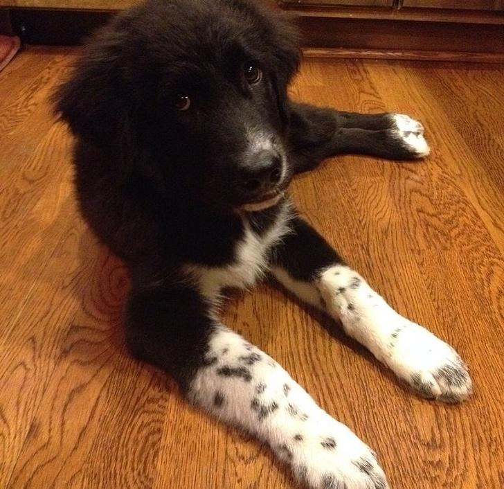 Newfoundlander en Border Collie mix