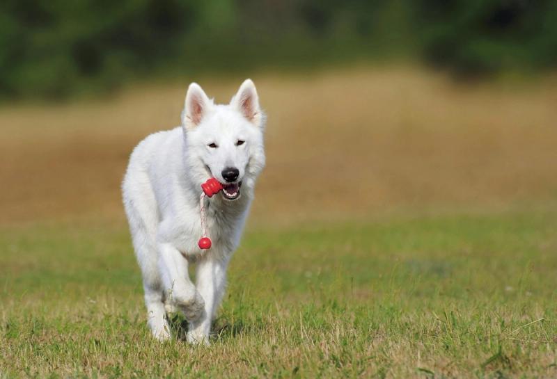 Hund Spaß im Park Ball holen
