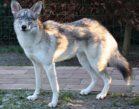 Staartpositie hond