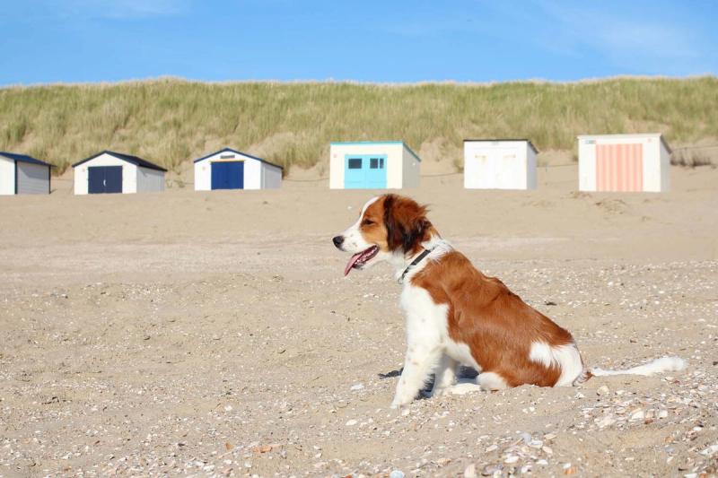 5 stranden waar jouw hond het hele jaar is toegestaan!