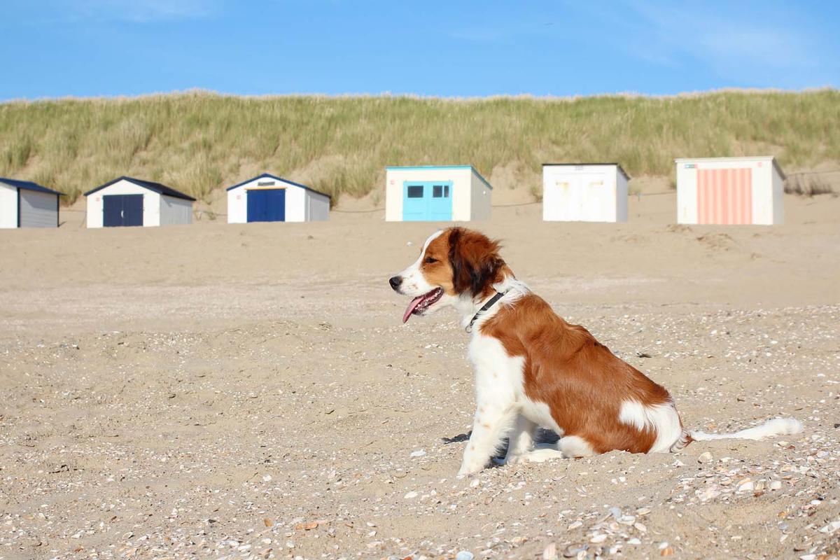 5 stranden waar jouw hond het hele jaar is toegestaan!