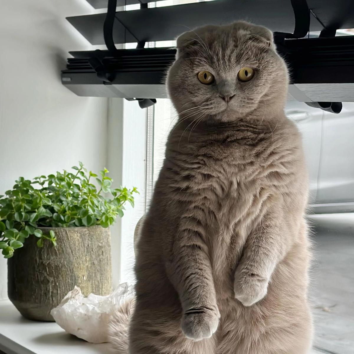 10 Katzenrassen, die selbst Hundefans verzaubern können